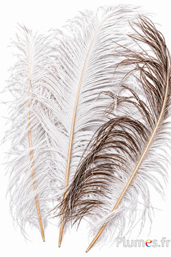 Struisvogel met fijne gouden straal - 38-42 cm - crème-grijs natuurlijk